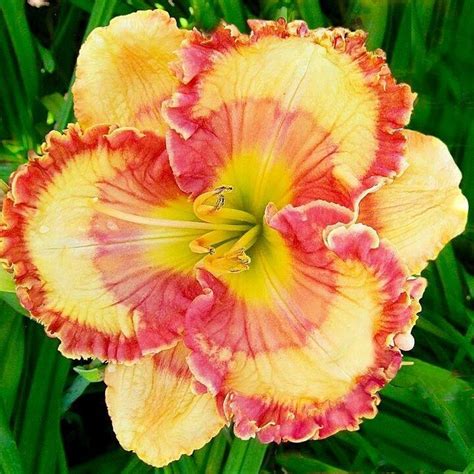 Daylily Hybrid Flowers Seeds, Hemerocallis Hybrid, 100pcs/pack ...