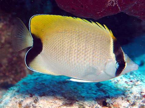 Reef Butterflyfish - Chaetodon sedentarius - Turks and Caicos - Photo 4 - Caribbean Reefs