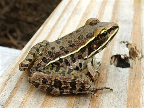 Frogs and Toads of South Carolina