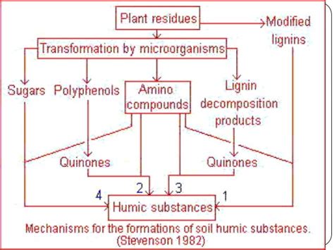 Process of humus formation