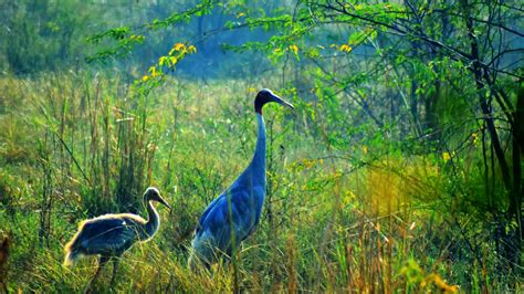 Harike Wetland And Bird Sanctuary, Punjab Bird Sanctuary - Adotrip