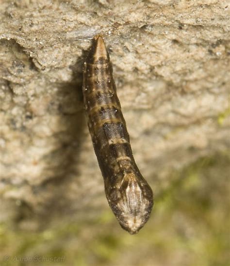 Unknown pupa - BugGuide.Net