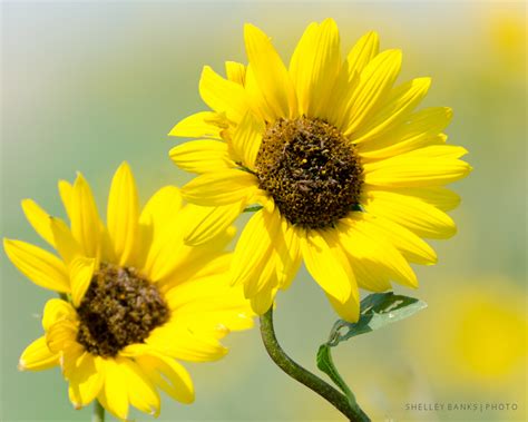 Prairie Wildflowers: Prairie Sunflowers Along Prairie Roads