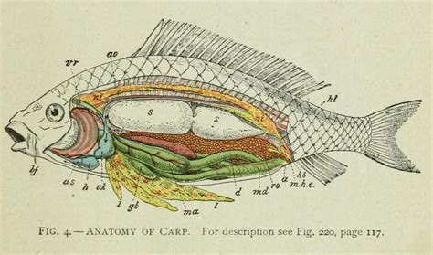 nemfrog - Fig. 4. Anatomy of carp. Beginner’s zoology. 1922.