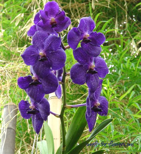 Purple And Blue Orchid Flower | Blue Orchid Freesia Flowers, Vanda ...