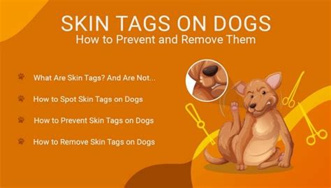 Skin Tags on Dogs: How to Prevent and Remove Skin Tags From Your Dog