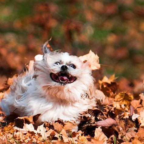 Dogs Hilariously Enjoying Autumn Leaves