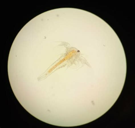 View of brine shrimp at a microscopic scale | Download Scientific Diagram