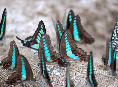 A group of butterflies stock image. Image of insect, color - 15982453