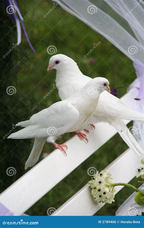 Wedding Doves Royalty Free Stock Image - Image: 2789406