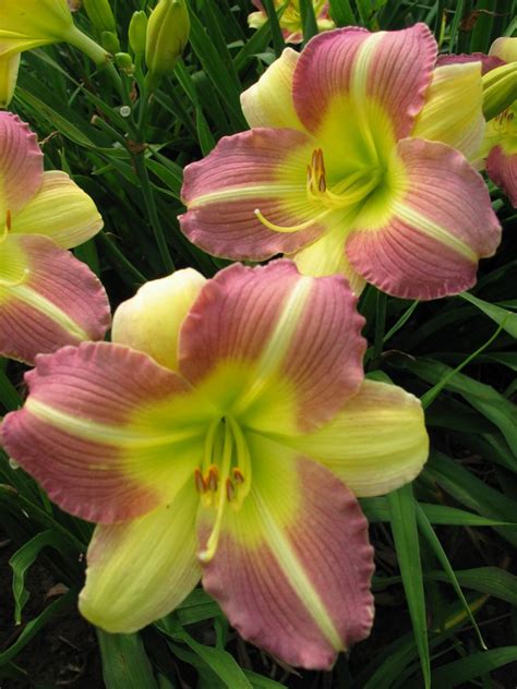 Daylily Varieties | Daylily Photos | HGTV