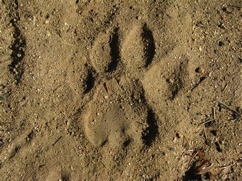 Mountain Lion Track | Along Piru Creek, inverted W or M, 4 t… | Flickr