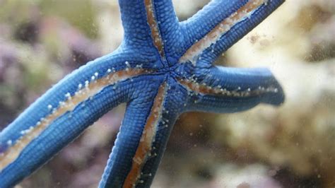 Astérie | Blue Sea Star (Linckia laevigata) !Macro! - UltimateReef.com ...