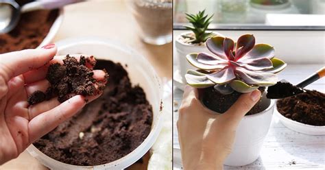 Are Coffee Grounds Good for Succulents • India Gardening