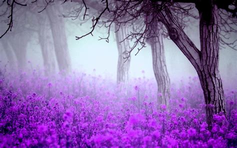 Purple Backgrounds Free Download | Wallpapers, Backgrounds, Images, Art ...