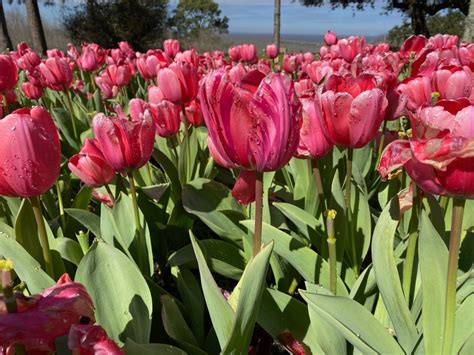 Tiptoe Through the Tulips – IN MY VIEWFINDER