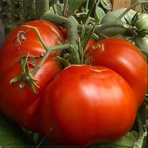 Super Rare Red Giant Competition Tomato Seeds, 100 Seeds Big Zac heirloom tomato - Seeds