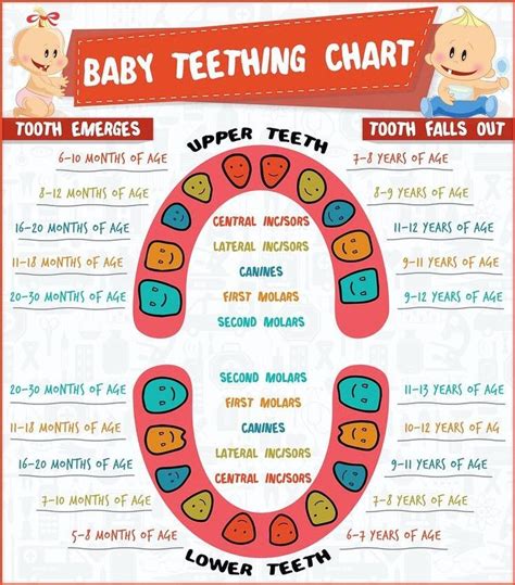 Momology on Instagram: “Is your baby teething? When do their teeth fall out? Here’s a great ...