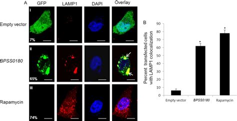 BPSS0180-induced puncta colocalize with the lysosome marker LAMP1. (A)... | Download Scientific ...