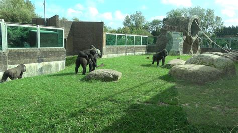 Gorillas Blackpool Zoo - YouTube