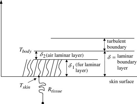 Schematic diagram showing laminar and turbulent boundary layers within ...