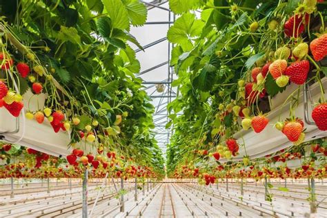 Commercial Sawtooth Ventilation Poly-Tunnel Green House for Tomato/ Cucumber Strawberry ...