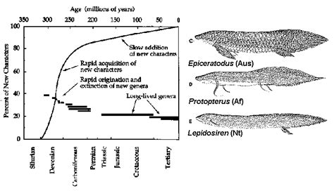 Taxon cycles in lungfish