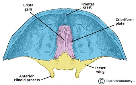 Anterior Cranial Fossa - Boundaries - Contents - TeachMeAnatomy