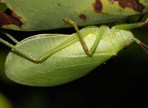 Eastern Pennsylvania Phenology: Katydids