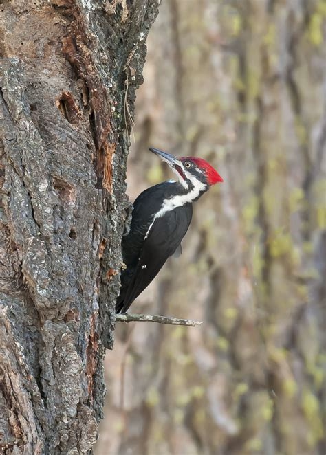 So many beautiful birds in the Smokies | Smoky mountains, Smokies, Pigeon river