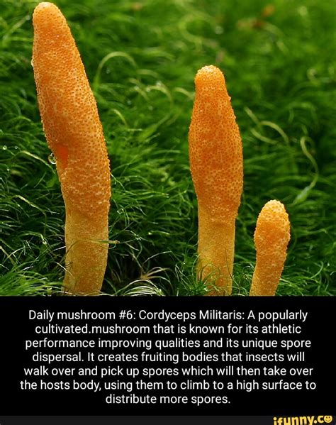 Daily mushroom #6: Cordyceps Militaris: A popularly cultivated. mushroom that is known for its ...