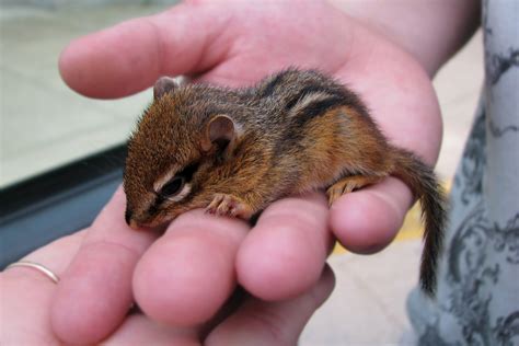 The Mews News: Chipmunk Baby