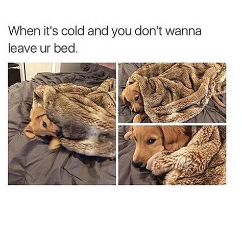 17 Dog Pictures That Perfectly Sum Up Your Hatred Of Winter - BARK Post