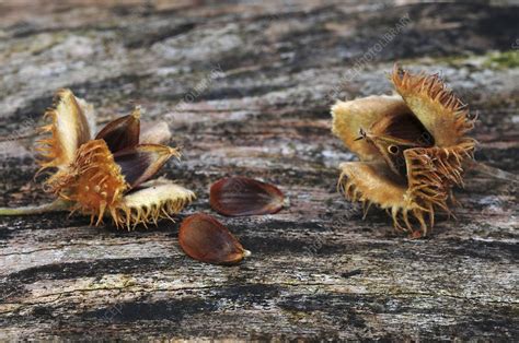 Beech nuts (Fagus sylvatica) - Stock Image - C048/7224 - Science Photo Library