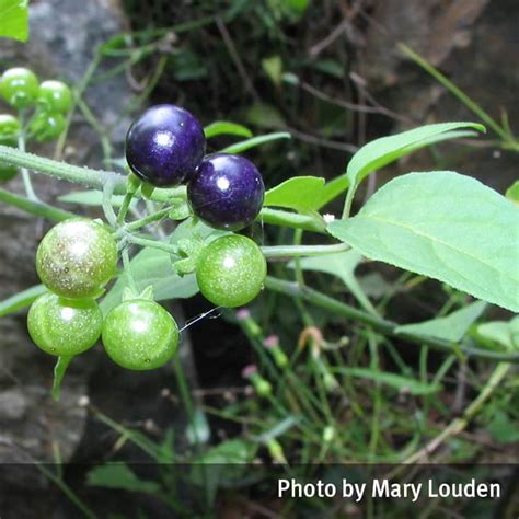 Blackberry nightshade (Solanum nigrum, Solanum americanum) | Queensland Poisons Information Centre