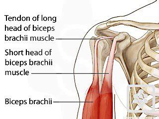 Shoulder Anatomy Biceps Tendon