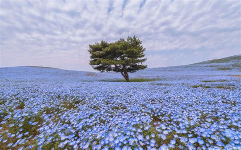 Nemophila Flower Field MacBook Air Wallpaper Download | AllMacWallpaper