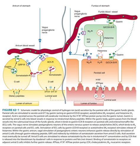 Physiology of Acid Secretion - Agents that Reduce Intragastric Acidity