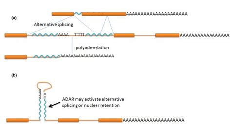 Alu element splicing