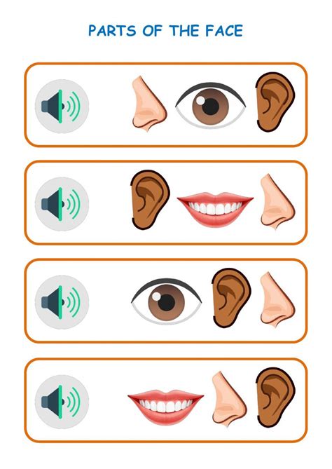 Parts of the face interactive and downloadable worksheet. You can do the exercises online or ...