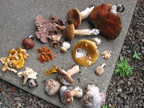 edible wild mushrooms – Mendonoma Sightings