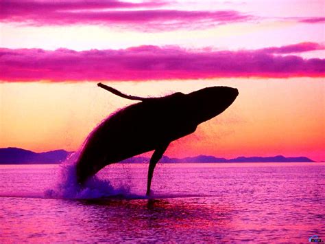 Whale, Sunset, Horizon wallpaper 🔥 Download Free wallpapers