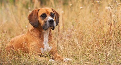 Beagle Mix Breed Dogs: A Complete Guide To Beagle Cross Breeds