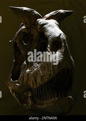 Carnotaurus salei skull reconstruction paleoart, a predatory Abelisauridae dinosaur with only ...