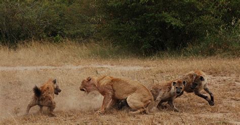 Notes From Kenya: MSU Hyena Research: Lion-hyena fight photographed by MSU student Brittany Gunther