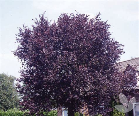 Prunus cerasifera 'nigra' - Black Ornamental Plum - Trees - Speciality ...