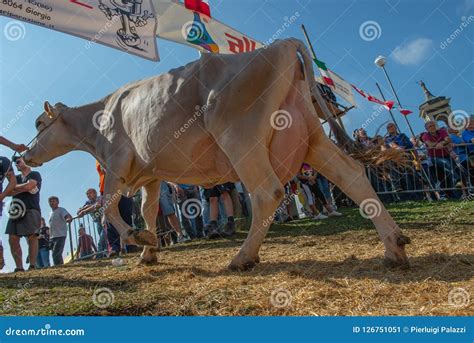 Show cows editorial photo. Image of show, farm, britain - 126751051