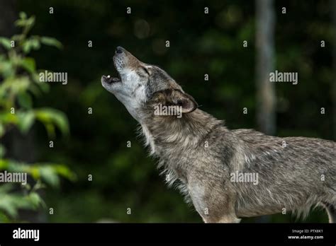 Howling grey wolf hi-res stock photography and images - Alamy