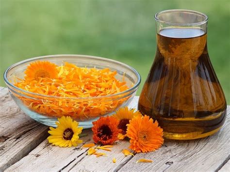 Calendula benefits properties and uses for health and skin care