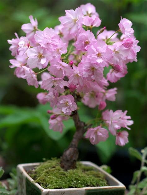 Cherry Blossom (Prunus) Bonsai Tree: How To Grow and Care | Florgeous